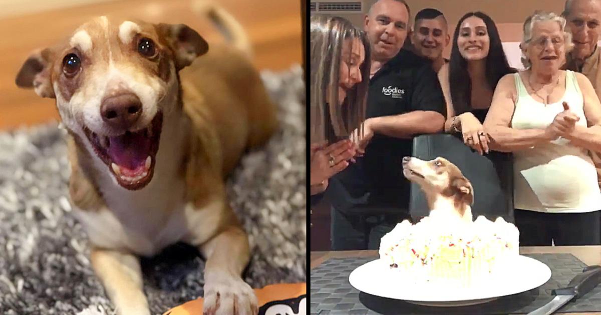 13-Year-Old Dog Couldn’t Believe His Family Remembered His Birthday