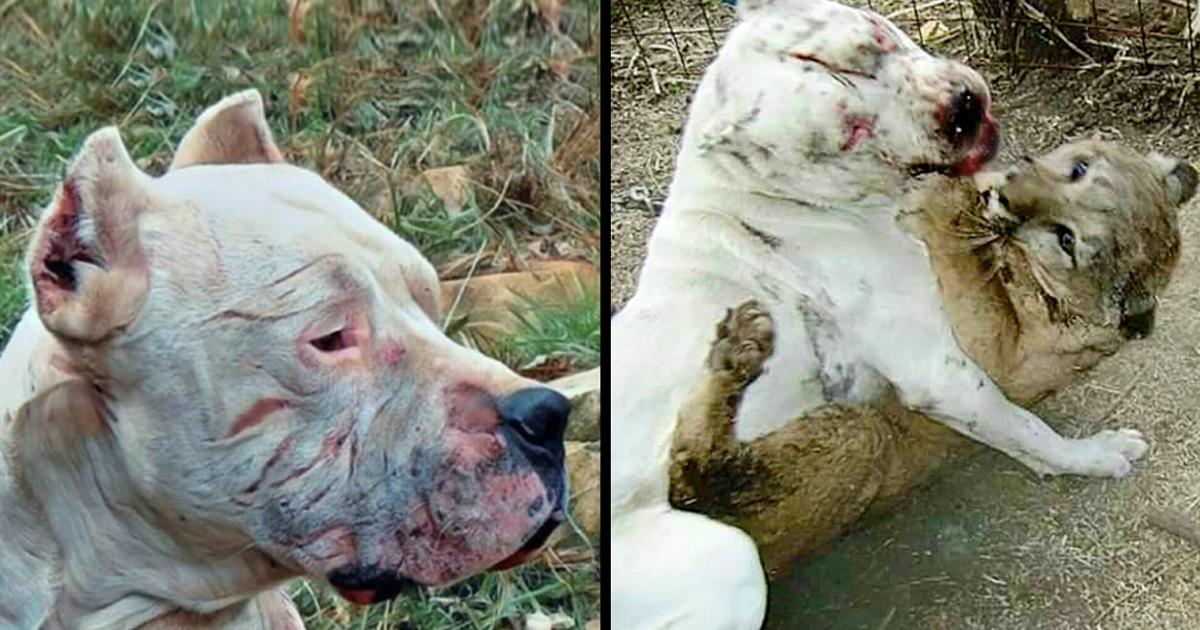 A Brave dog risked his life to fight off puma and save two little girls