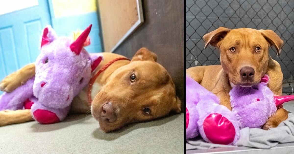 A Stray Dog Who Kept Trying To Steal A Purple Unicorn From A Store Gets A Toy And A Forever Home