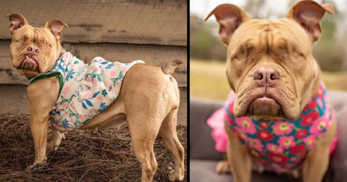 After A Lot Of Pain, An Eyeless Dog That Was Used To Sell Her Young Finds A Happy Home