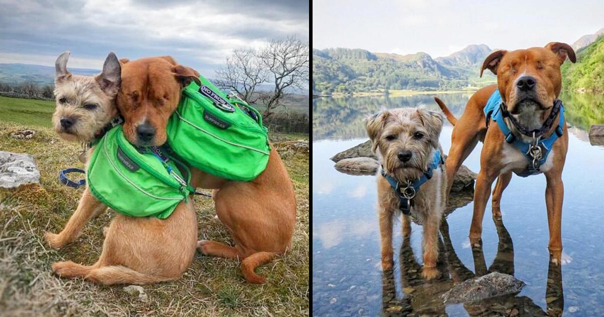 Blind Staffie Finds A Guide In His Forever Friend