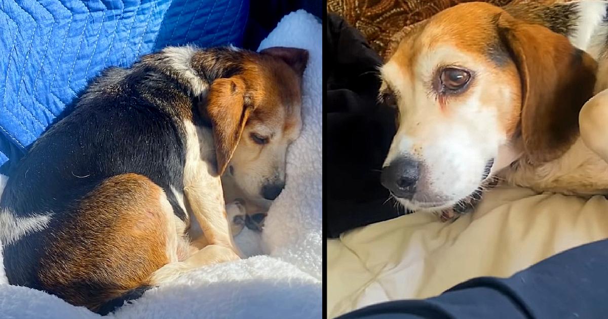 Couple Drives Hours To Rescue Senior Beagle Given Away On Facebook