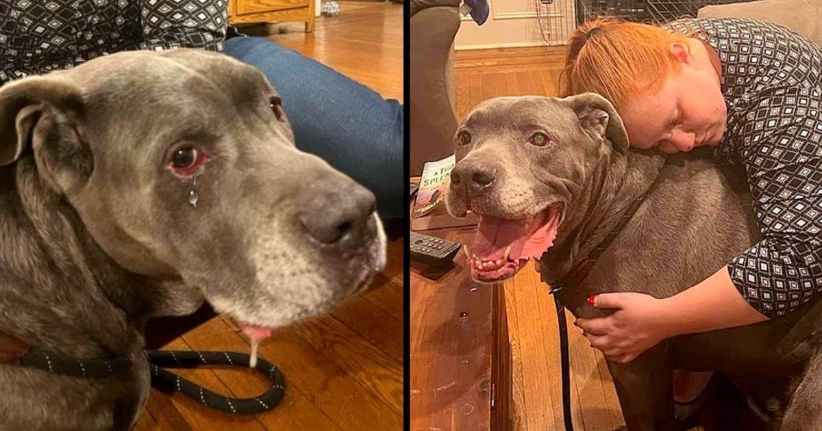 Dog Cries Real Tears After Dad Has No Choice But To Leave Him At The Shelter