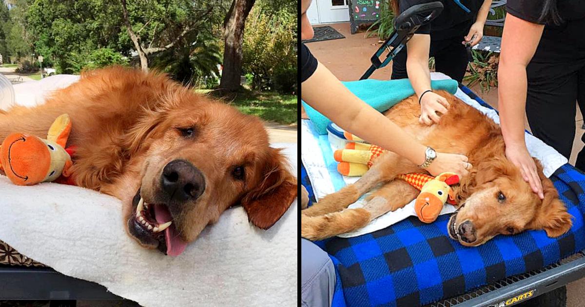 Dog Too Sick To Sit Is Given A Final Ride Around Town, Makes A Miraculous Recovery