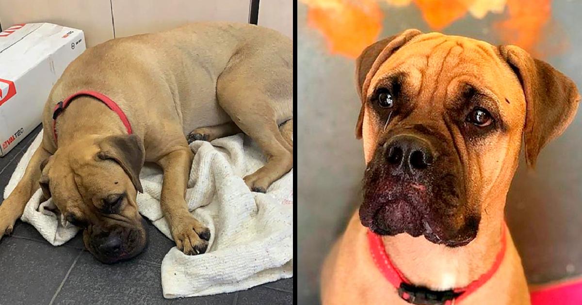 Dog Walks 125 Miles With ‘Tears In Her Eyes’ To Find Owner Who Abandoned Her