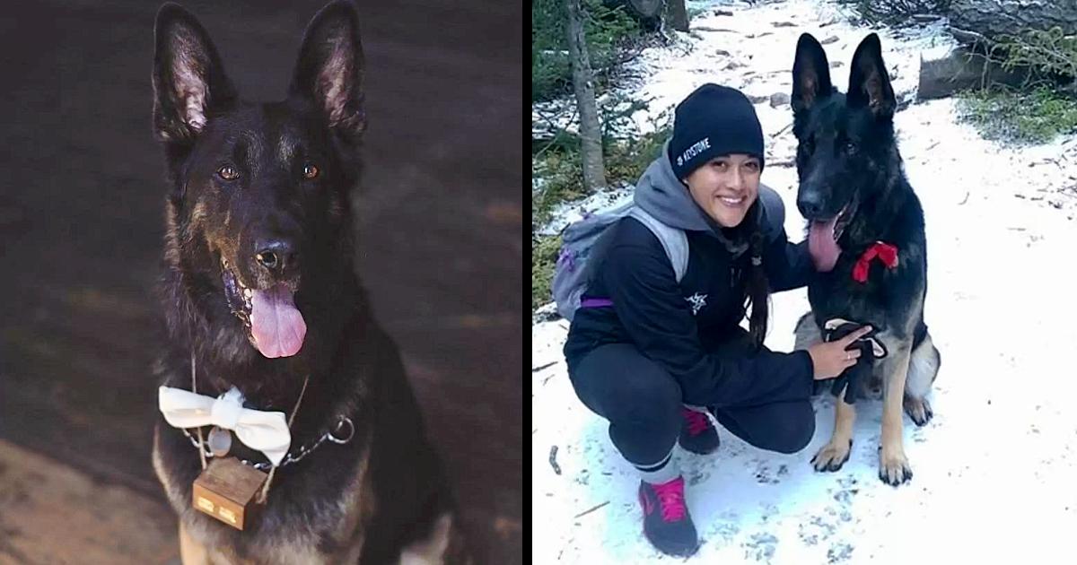 Dog wears a bow tie everywhere he goes so that people aren’t afraid of him