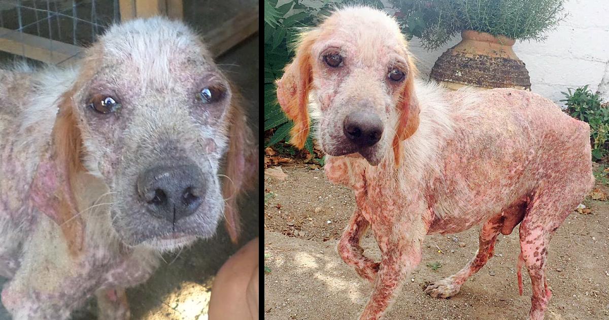 Dog with parasites on him looks at the newlyweds and begs them to take away his suffering