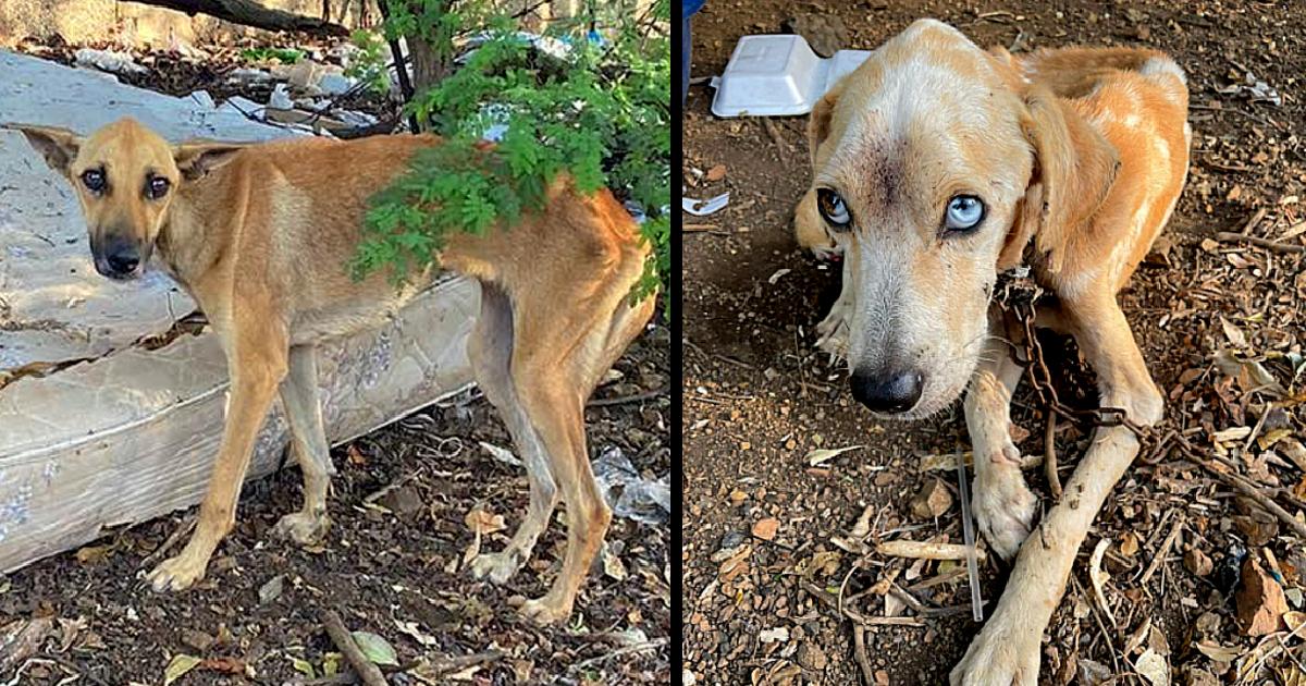 Loyal Dog Brought Food For Her Chained And Starving Beloved To Keep Him Alive