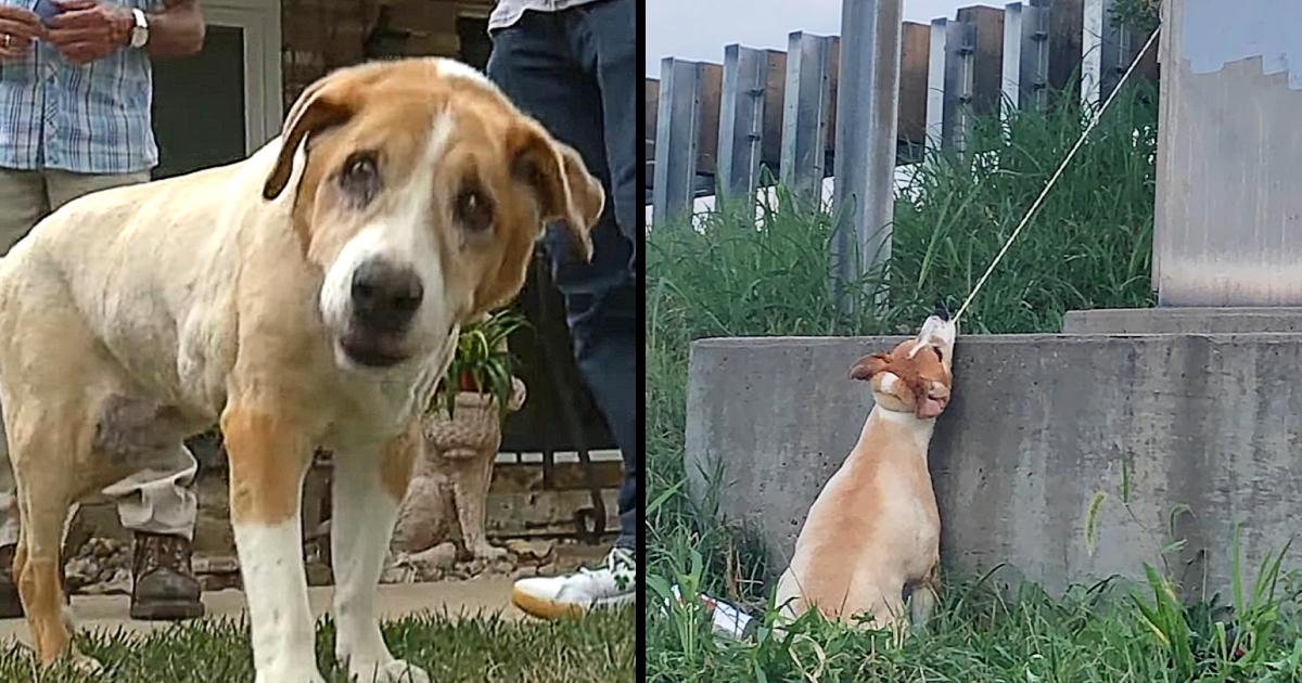 Man Saves Dog Hanging Near Highway Overpass By Electrical Cord