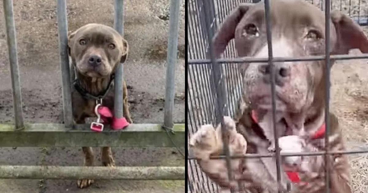 Owner ties dog to gate & drives away, and pup waits for someone to rescue her