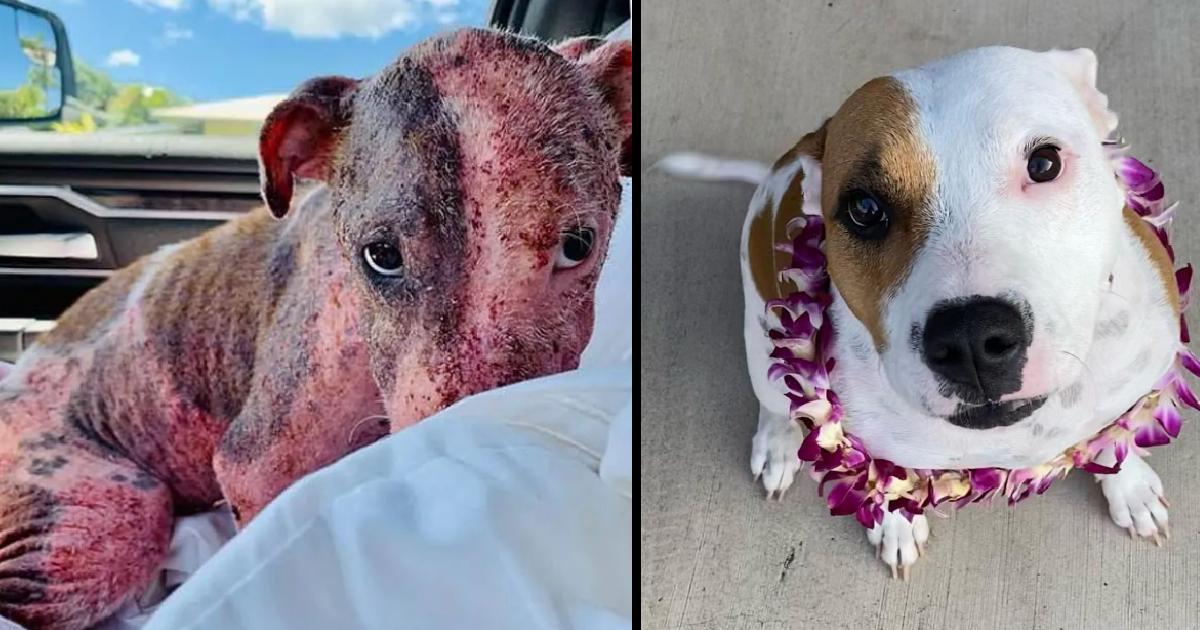 Puppy Buried Alive on a Beach is Now Thriving with Foster Fail Family