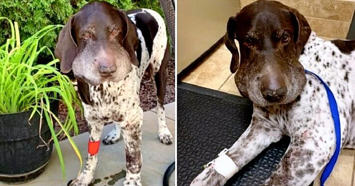 Rattlesnake Latches Onto Dog & Bites Him 5 Times As Dog Tries To Break Free