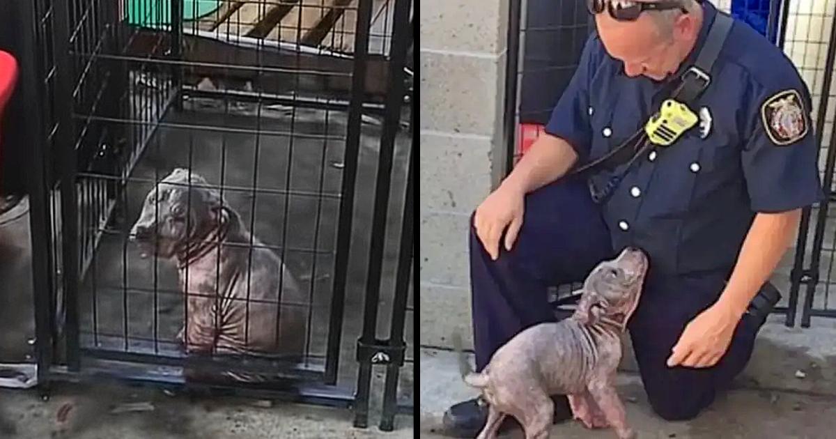 Sad shelter puppy becomes ecstatic when the firefighter who saved her shows up to adopt her