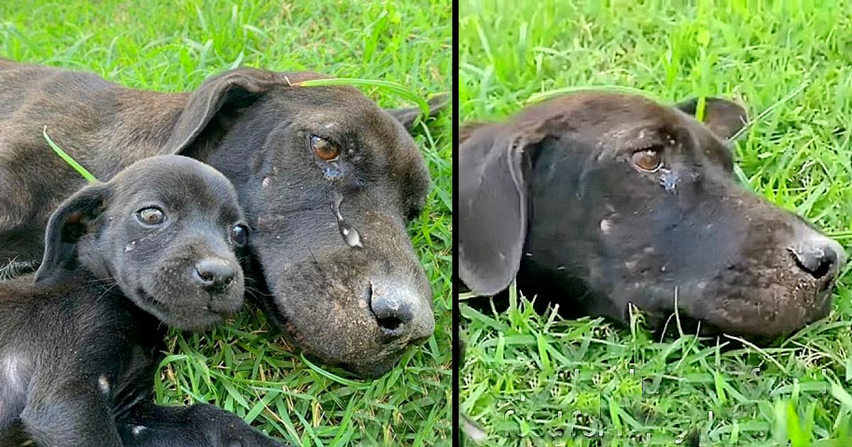 Starving and Exhausted Mother Dog just crying and Desperate to Feed Her Puppy