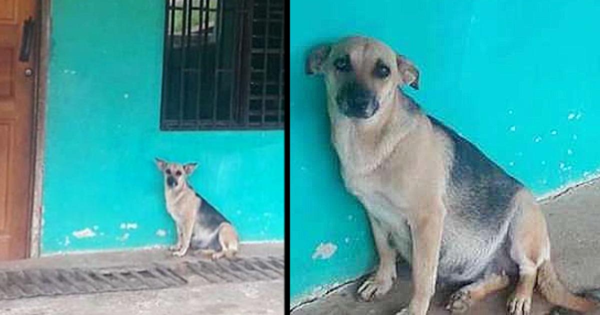 A pregnant dog’s family has abandoned her at the door as she waits day and night for them.