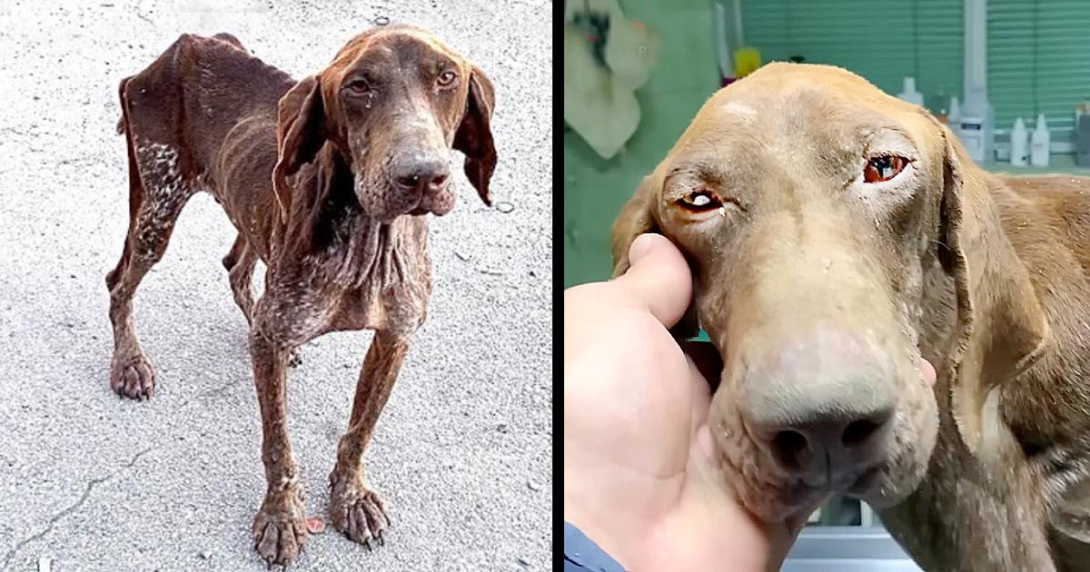 Abandoned, Skinny And Sick On The Street Without Hope. Now He Got The Life Every Dog Deserves