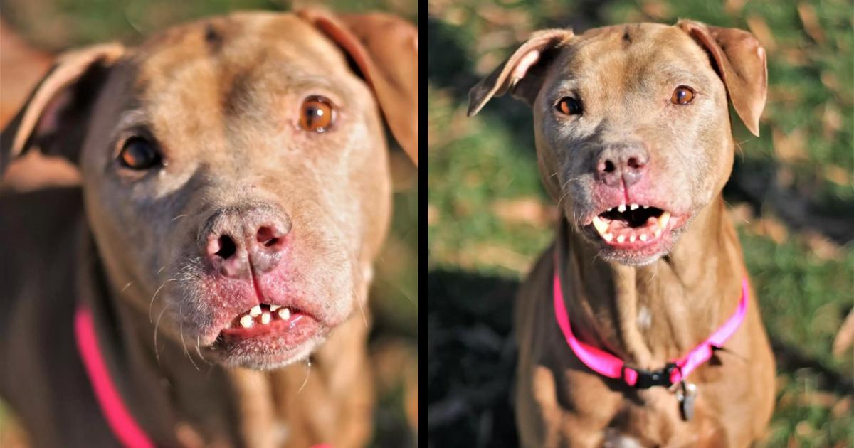 Abused Dog Has The Most Unusual Smile And He’s Beautiful