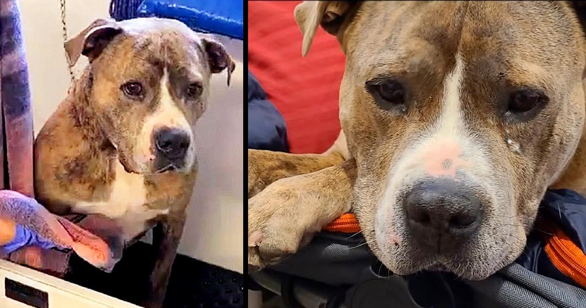 After Being Rejected For 720 Days, Dog Sits By Himself In Sad Corner Of Shelter