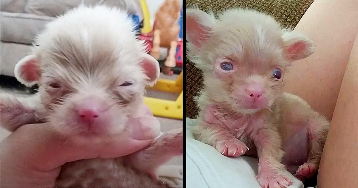 Breeder Couldn’t Profit From Tiny Albino Puppy So He Left Him On The Ground