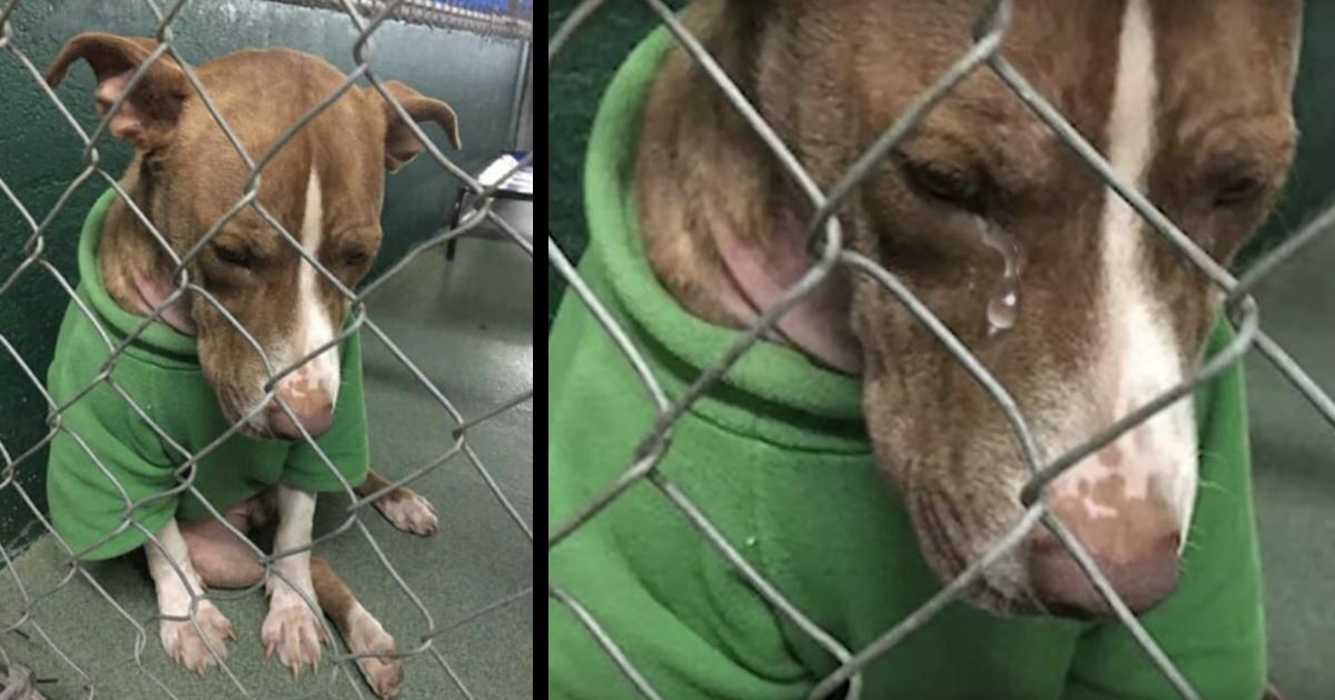 Desolate puppy forever wore a Christmas sweater begging for a home, but time was running out