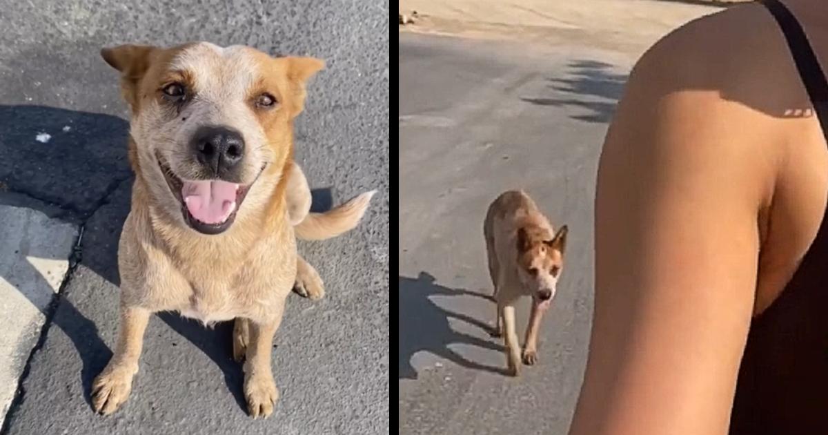 Dog Abandoned At Gas Station Decides To Follow Nice Woman Home