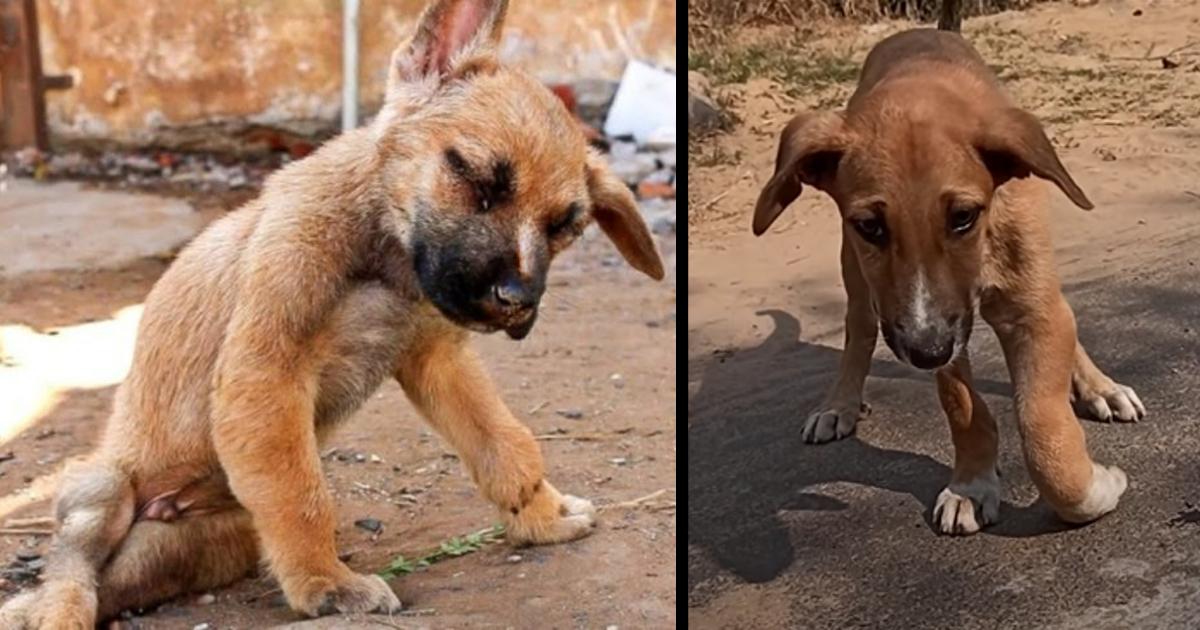 Dog Rescued With Crushed Front Paw, Ending His Pain