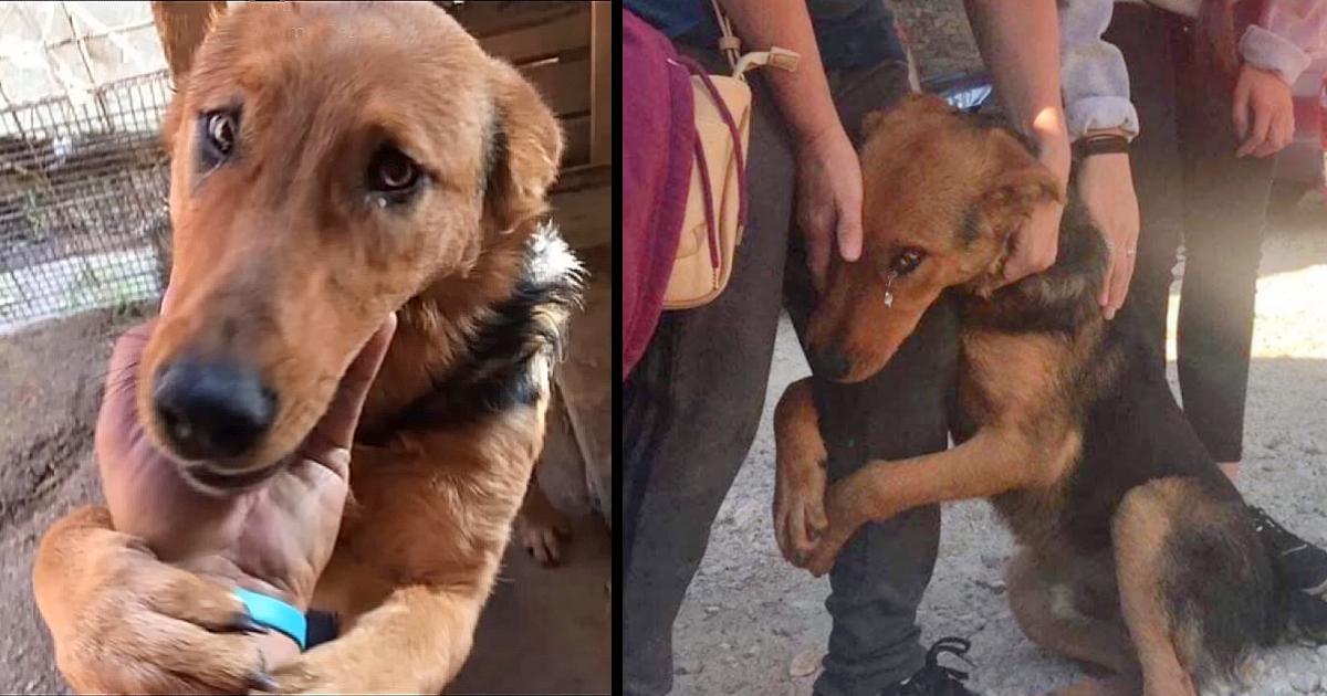 He begging stranger people who stop to pet him on the street “Please don’t leave me alone there”