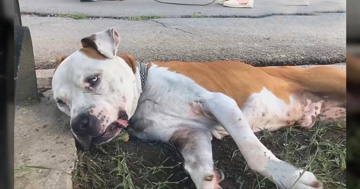 He Was Exhausted, Unable to Breathe, Lying on The Street in Front of Human Indifference