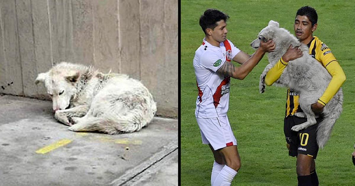 Life Of This Neglected Stray Dog Is Changed Forever, After He Interrupts A Football Game