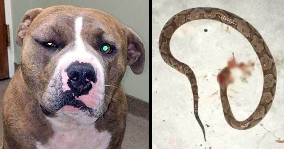 Loyal Pit Bull Leapt Into Action To Save His Human From Venomous Snake