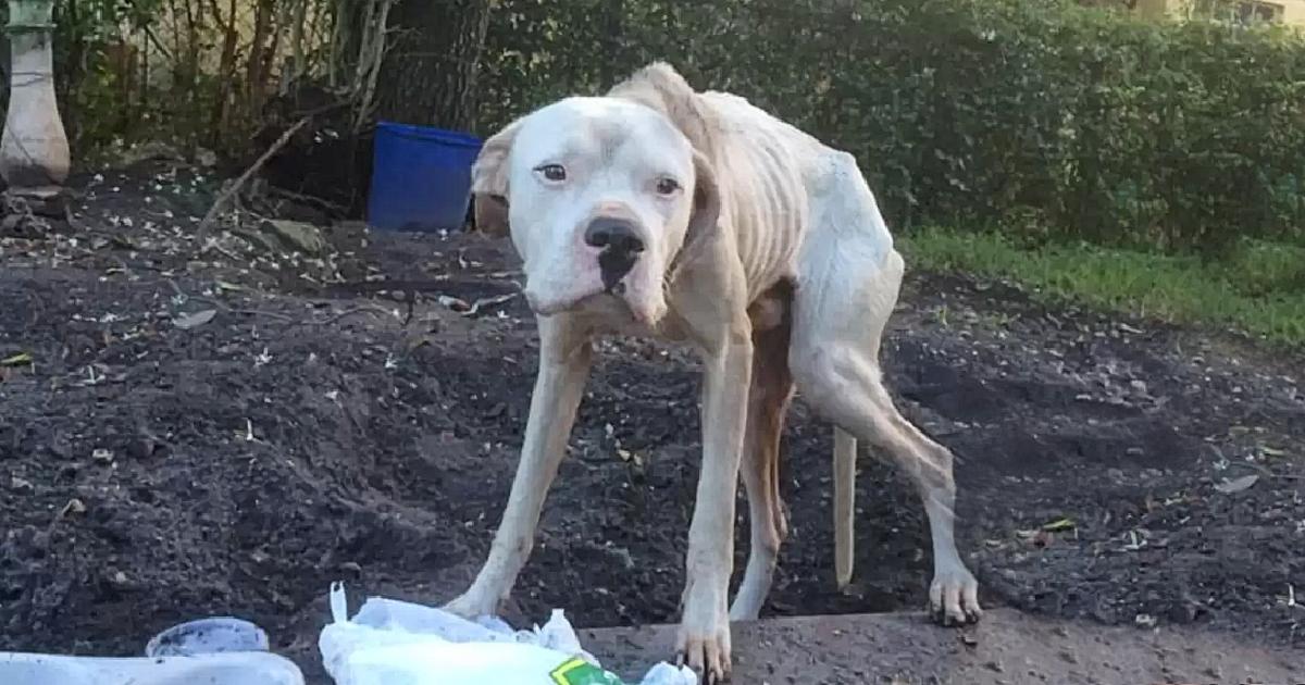 Neighbors Saνe A Stɑrνing Dog Tied To A Tree Behind A House