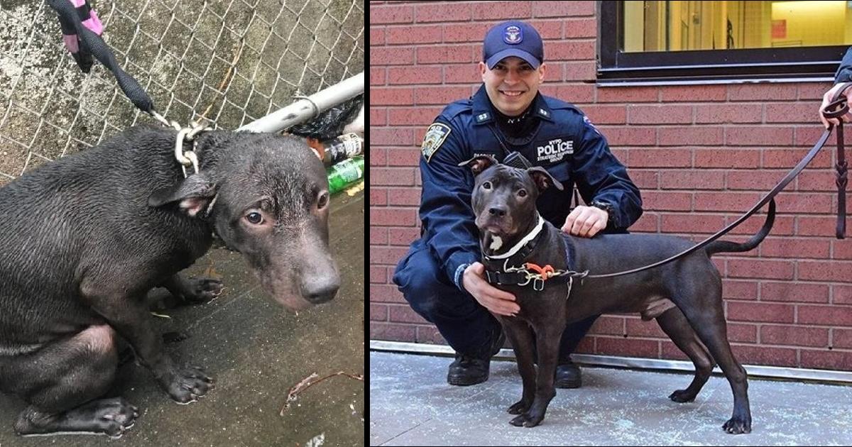 Policeman Adopts Abandoned Dog He Saved In The Rain