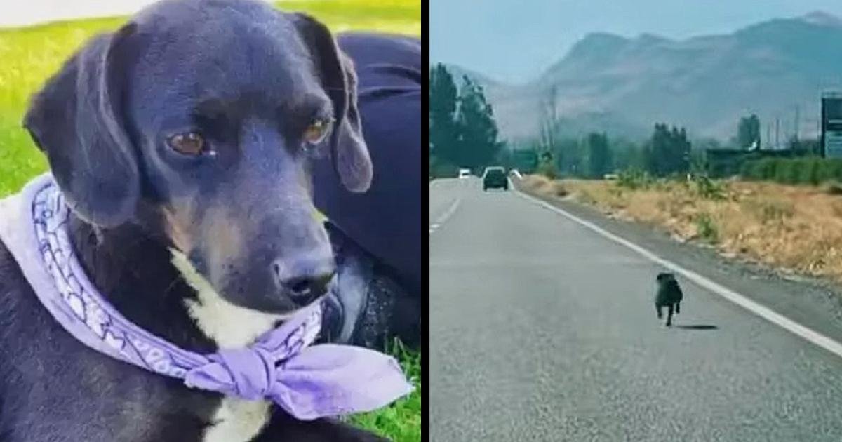 Puppy running after people who abandoned him was adopted by his rescuer. he fell in love with her