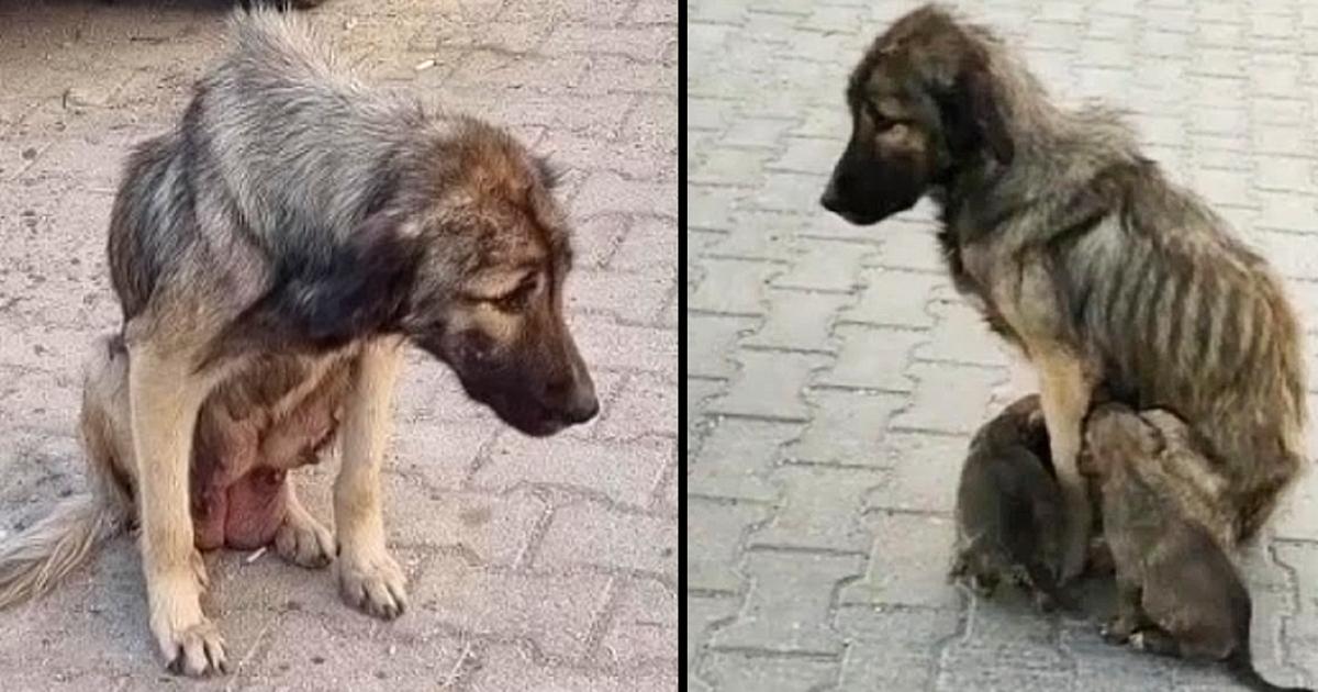 Skinny Mother Took All Her Remaining Breath to Care For 6 Tiny Puppies