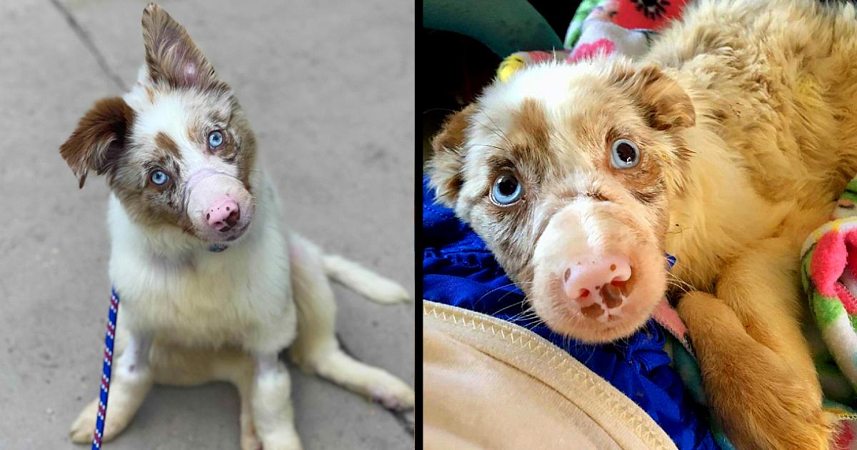 Starving 5-month-old Puppy Was Found Outside In The Heat, With Mouth Taped Shut