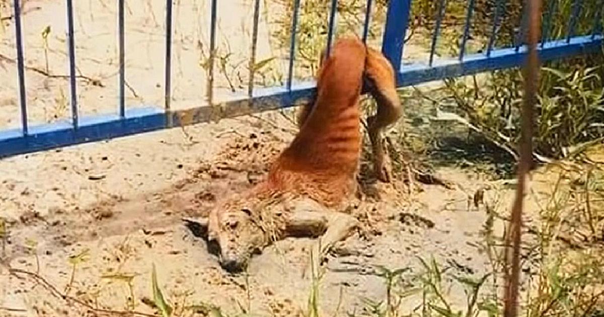 Stray Stuck In Fence Sheds Tears As Voices Near, However They Can Not Move Her Body