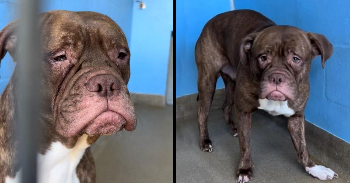 The saddest puppy from the shelter is adopted, now he spends his days running around in the garden and being pampered