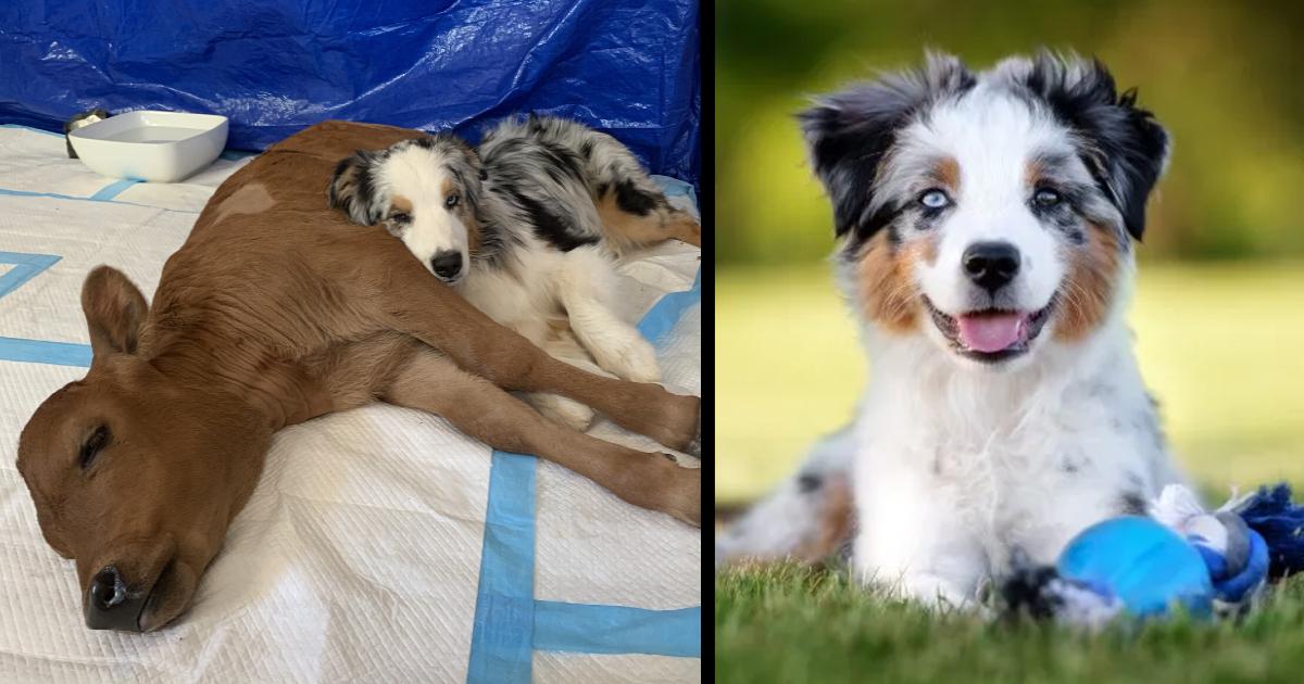 The sick calf lay alone on the ground until a dog appeared that changed everything