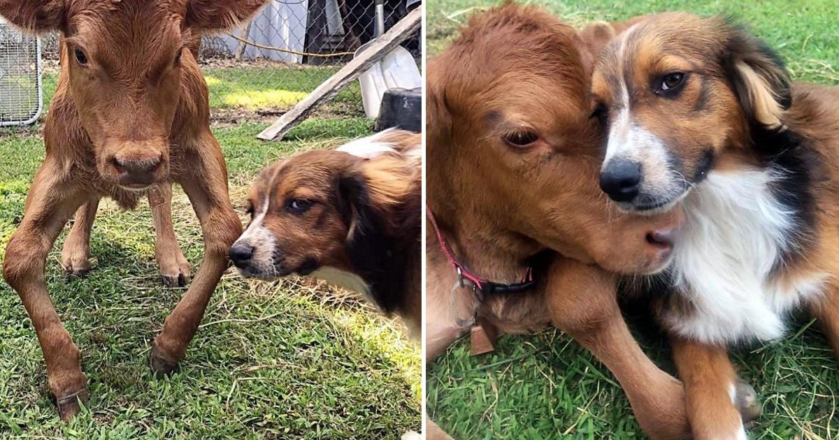 This Dog Becomes the Best Friend and Caregiver for the Disabled Calf