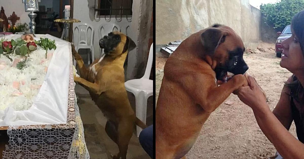 This Dog Cried Like A Human At the Funeral Of Its Owner, Making Many People Cry