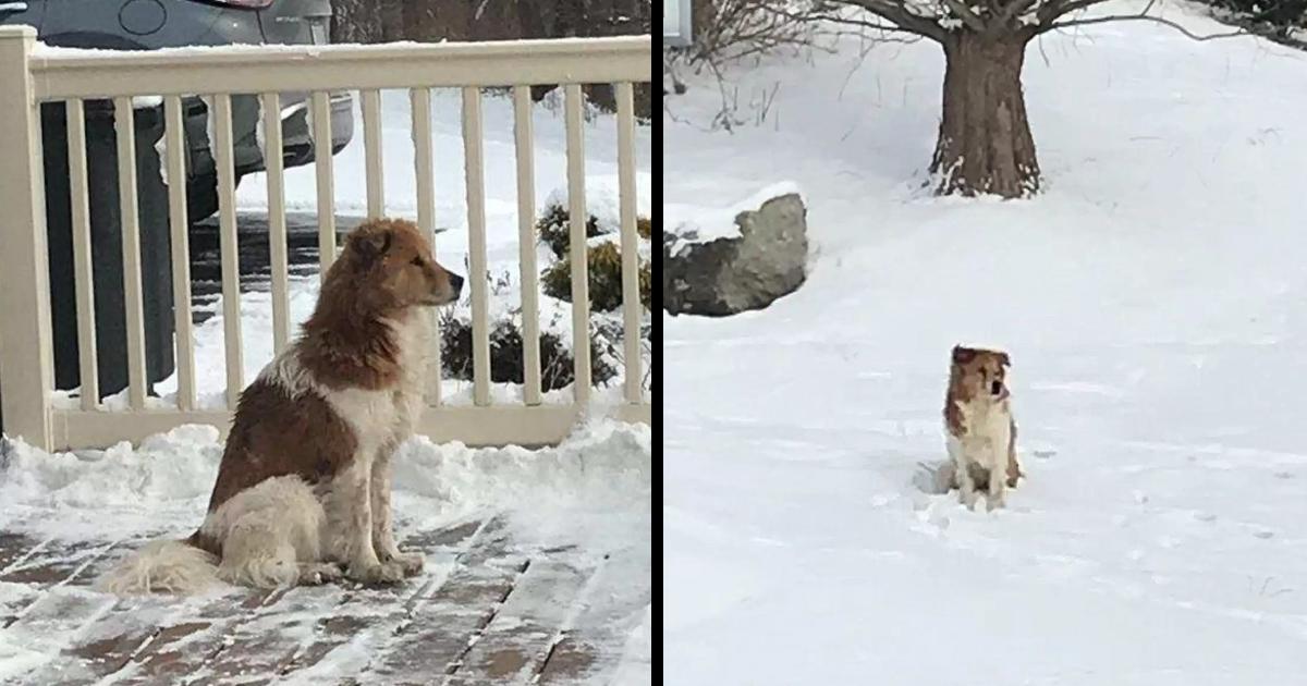 Thrown From Car, He Ran After His Master Til His Legs Gave Out & He Collapsed